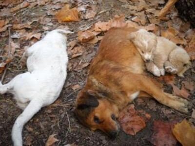 Ηλεία: Δηλητηριασμένα σκυλιά στην Αγία Π...
