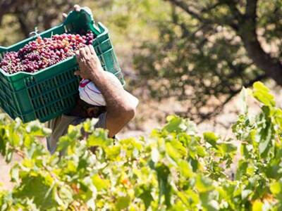 «Φρένο» στον τρύγο μπαίνει στη δυτική Αχαΐα