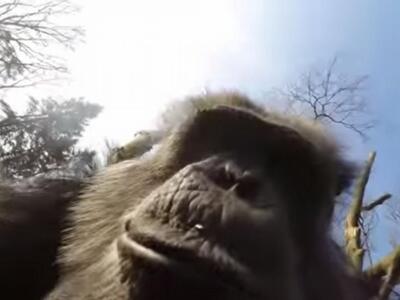 Πανούργοι χιμπατζήδες καταρρίπτουν drone...