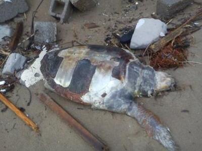 Πύργος: Νεκρή χελώνα στην παραλία της Σπιάντζας