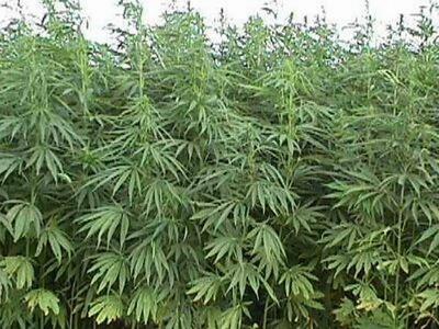 Προμήθευαν μαθητές… με χασίς