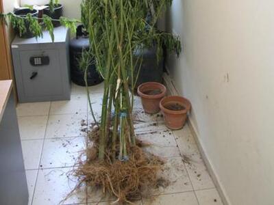 Ηλεία: Συνελήφθη για καλλιέργεια φυτών κάνναβης