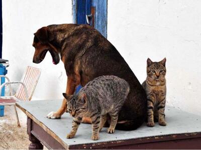 Μεσολόγγι: Πρόγραμμα περισυλλογής και στ...