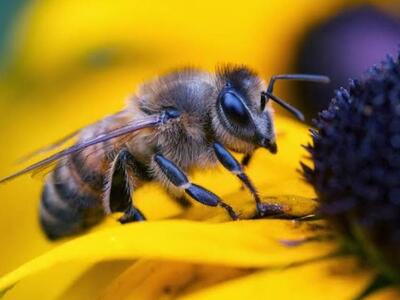 Πάτρα:Η μυστηριώδης εξαφάνιση των μελισσ...