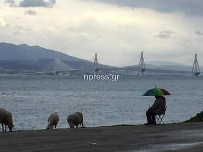 ΒΙΝΤΕΟ: Πήγε τα πρόβατα για βοσκή στην…παραλία... με θέα την Γέφυρα