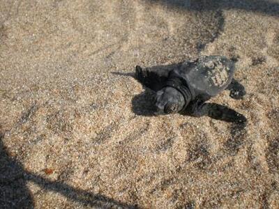 Ειδική μελέτη για την προστασία της καρέτα καρέτα 