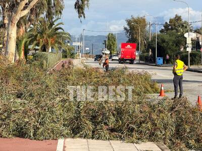 Κόβουν τους ευκάλυπτους της Ηρώων Πολυτε...