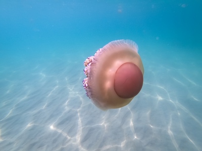 Η εντυπωσιακή μεσογειακή μέδουσα σε... σ...