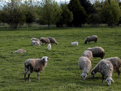 Πανελλήνιος Κτηνιατρικός Σύλλογος: Ημερί...