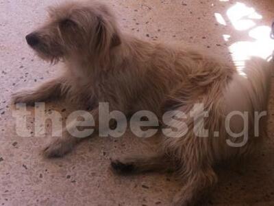 Πάτρα: Χάθηκε σκυλάκι στην πλατεία Όλγας 