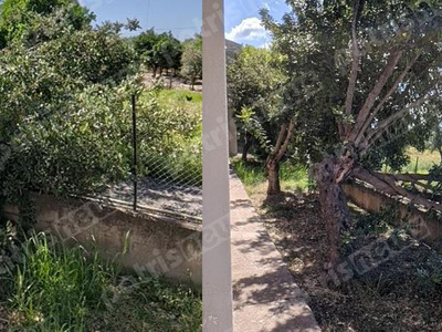 4ο Γυμνάσιο Πύργου: Πτώση δέντρου στην αυλή του σχολείου 4ο Γυμνάσιο Πύργου: Πτώση δέντρου στην αυλή του σχολείου