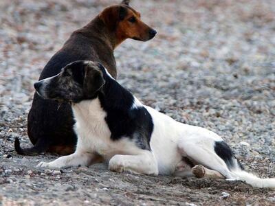 "Δώστε τέλος στην χορήγηση αντιβιοτ...