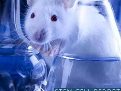 Τέλος τα πειράματα σε ζώα χάρη στο τεχνη...