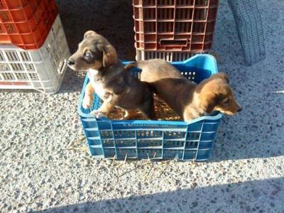 Ηλεία: Πουλούν και κουτάβια στη Λαική Αγ...