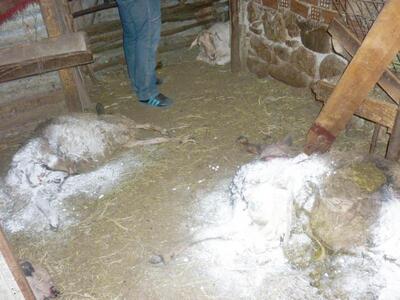 Φόβος και τρόμος οι αρκούδες στο Μικρό Περιστέρι