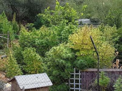 Χασισοφυτεία στο κατάστημα πασίγνωστου τ...