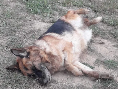 Καρδίτσα: Επικήρυξε τον δολοφόνο των σκύλων του