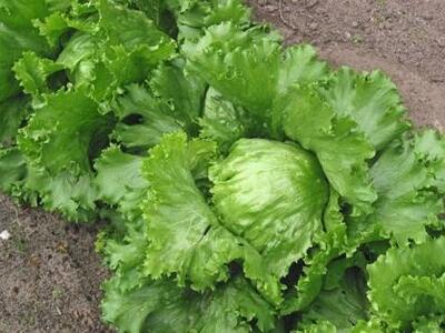 Ναυπακτία: Έγινε κι αυτό! Έκλεψαν μαρούλ...