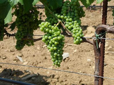 Βοήθεια στο εγγλέζικο κρασί  από το διάστημα 