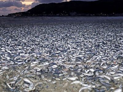 Μυστήριο στην Ιαπωνία: Χιλιάδες νεκρά ψά...