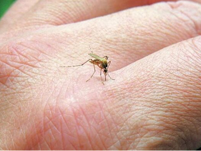 Ιός Δυτικού Νείλου: Αυξάνονται τα κρούσμ...