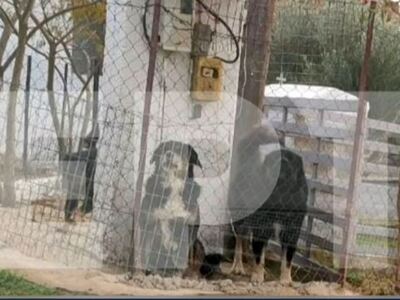 Θεσσαλονίκη: Αυτά είναι τα σκυλιά που σκ...