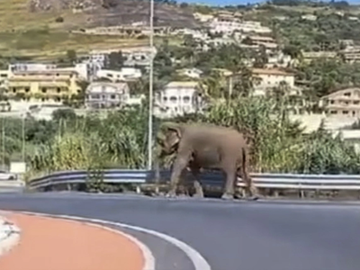 Ιταλία: Ελέφαντας κάνει βόλτα σε δρόμο τ...