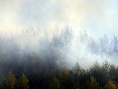 Φωτιά έκαψε 40 στρέμματα δασικής έκτασης...