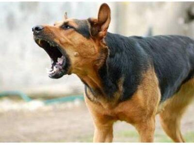 Σκύλος επιτέθηκε σε γυναίκα στο κέντρο τ...