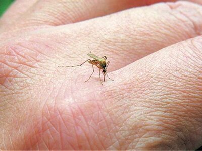 Καβάλα: Τρία κρούσματα του ιού του δυτικ...