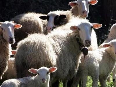 Αμαλιάδα: Αγόρασαν αρνιά με πλαστά χαρτο...