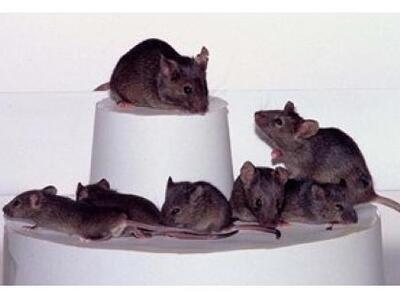 Ιαπωνία: 26 γενιές κλώνων από το ίδιο ποντίκι!