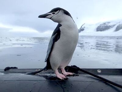 Ο πιγκουΐνος που δεν αντέχει τη μοναξιά! 