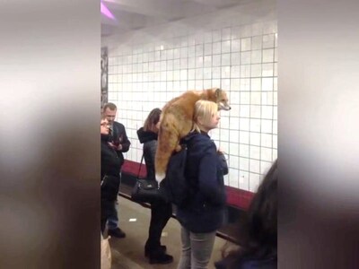 Μπήκε στο μετρό με την αλεπού της στον ώ...