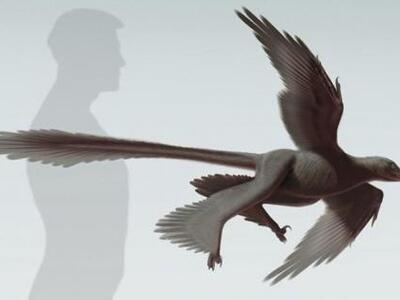 Ανακαλύφθηκε νέο είδος φτερωτού δεινόσαυ...