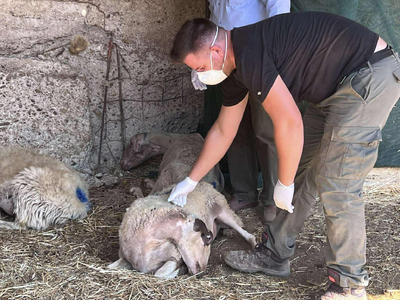 Πηνεία: Αγωνία για τον περιορισμό του κα...