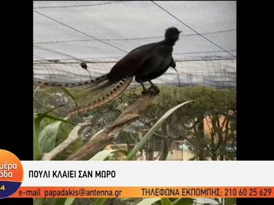 Ένα πουλί που κλαίει σαν μωρό!