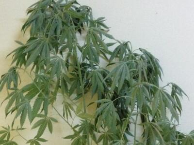 Αιτωλικό: Στα χέρια των αρχών 53χρονος π...