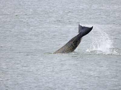 Παρίσι: Εμφανίστηκε… φάλαινα στον Σηκουάνα - Επιχείρηση για να διασωθεί