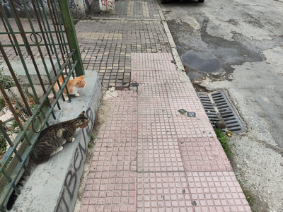 Πάτρα: Ένας ποντικός, παίρνει ανέμελος τ...