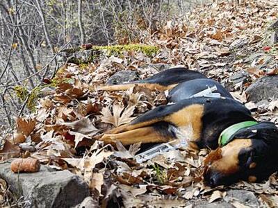 Αμαλιάδα: Φαρμακώθηκαν τέσσερα κυνηγόσκυ...