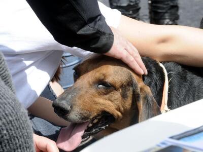 Πύργος: Έριξαν ποντικοφάρμακο για να σκο...
