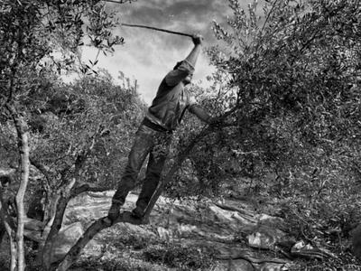 Αχαΐα: Δύσκολη χρονιά για ελαιοπαραγωγού...