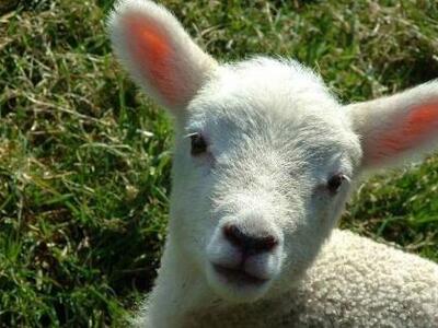 Αχαΐα: Προσπάθησε ν' αρπάξει αρνιά αλλά ...