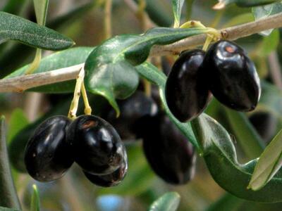 Αγρίνιο: Η ελιά και το λάδι σε ένα ημερολόγιο