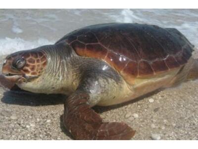 Κρήτη: Επιστρέφουν στον φυσικό τους χώρο...