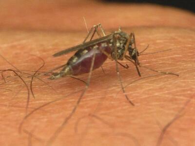 Στους 11 οι νεκροί από τον ιό του Δυτικού Νείλου 