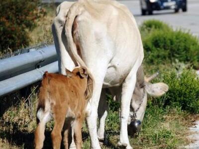 Αιτωλοακαρνανία: Μεγάλη ζωοκλοπή στην Στ...