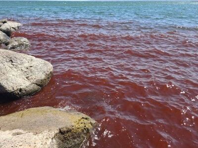 Κοκκίνισαν τα νερά στην Θάλασσα της Γαλι...