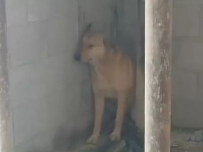 Η συγκλονιστική αντίδραση ενός σκύλου ότ...